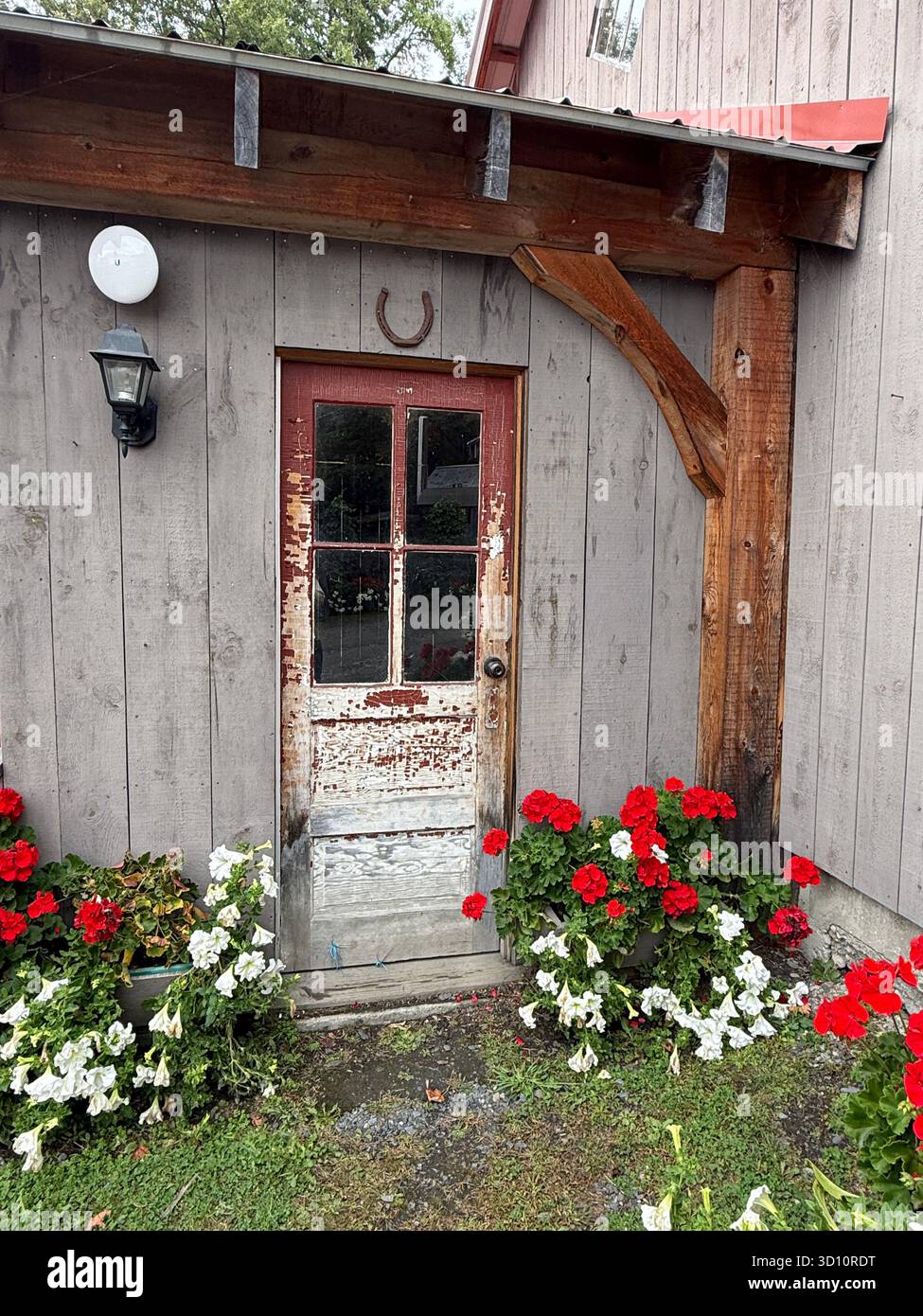 Una vecchia porta di legno e un fienile. La portiera presenta vernice che si stacca, conferendole un aspetto rustico. Fiori rossi e bianchi di colore brillante adornano l'area intorno agli buildi Foto Stock
