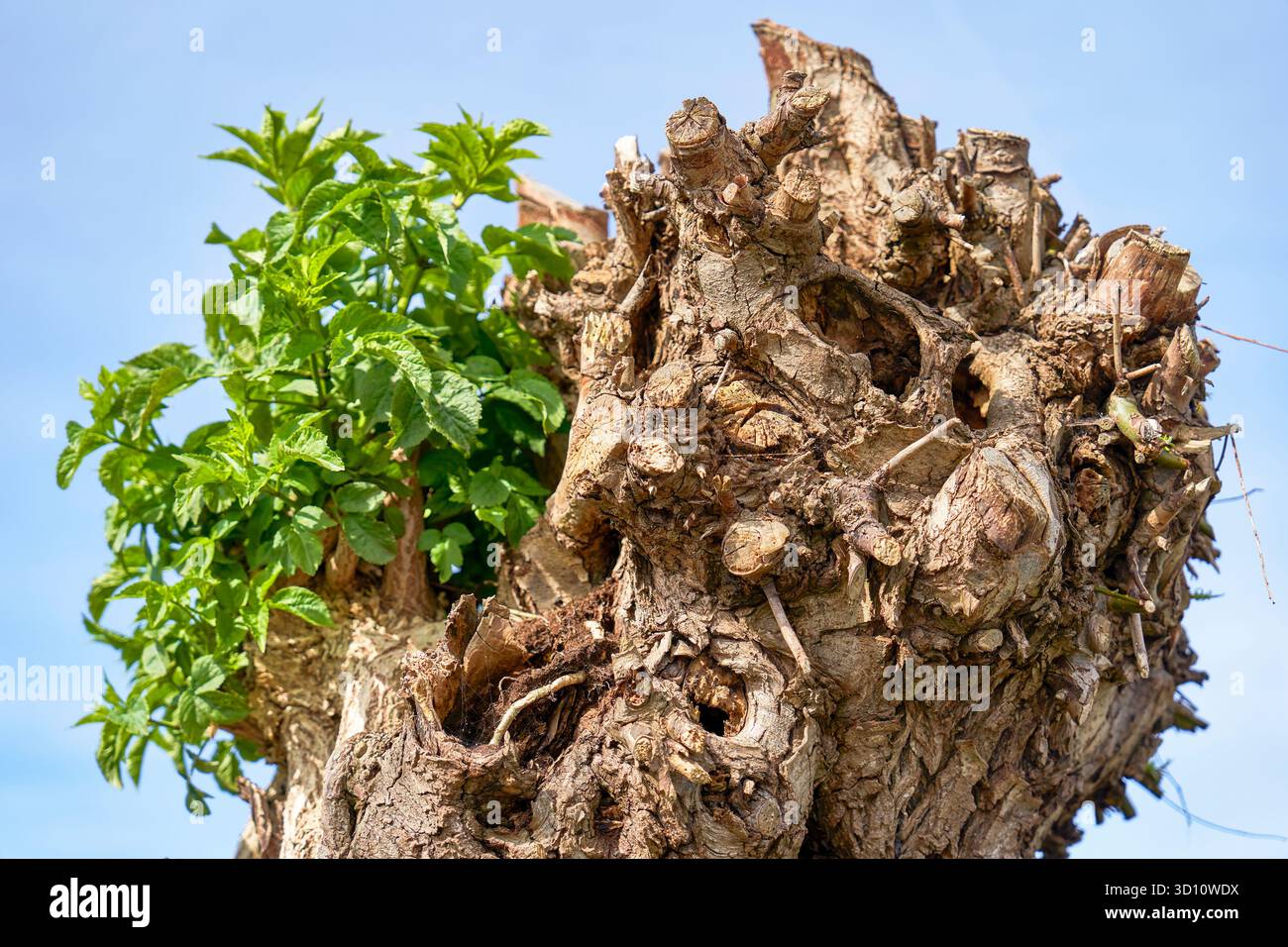 Giovane crescita verde sul vecchio albero secco Foto Stock