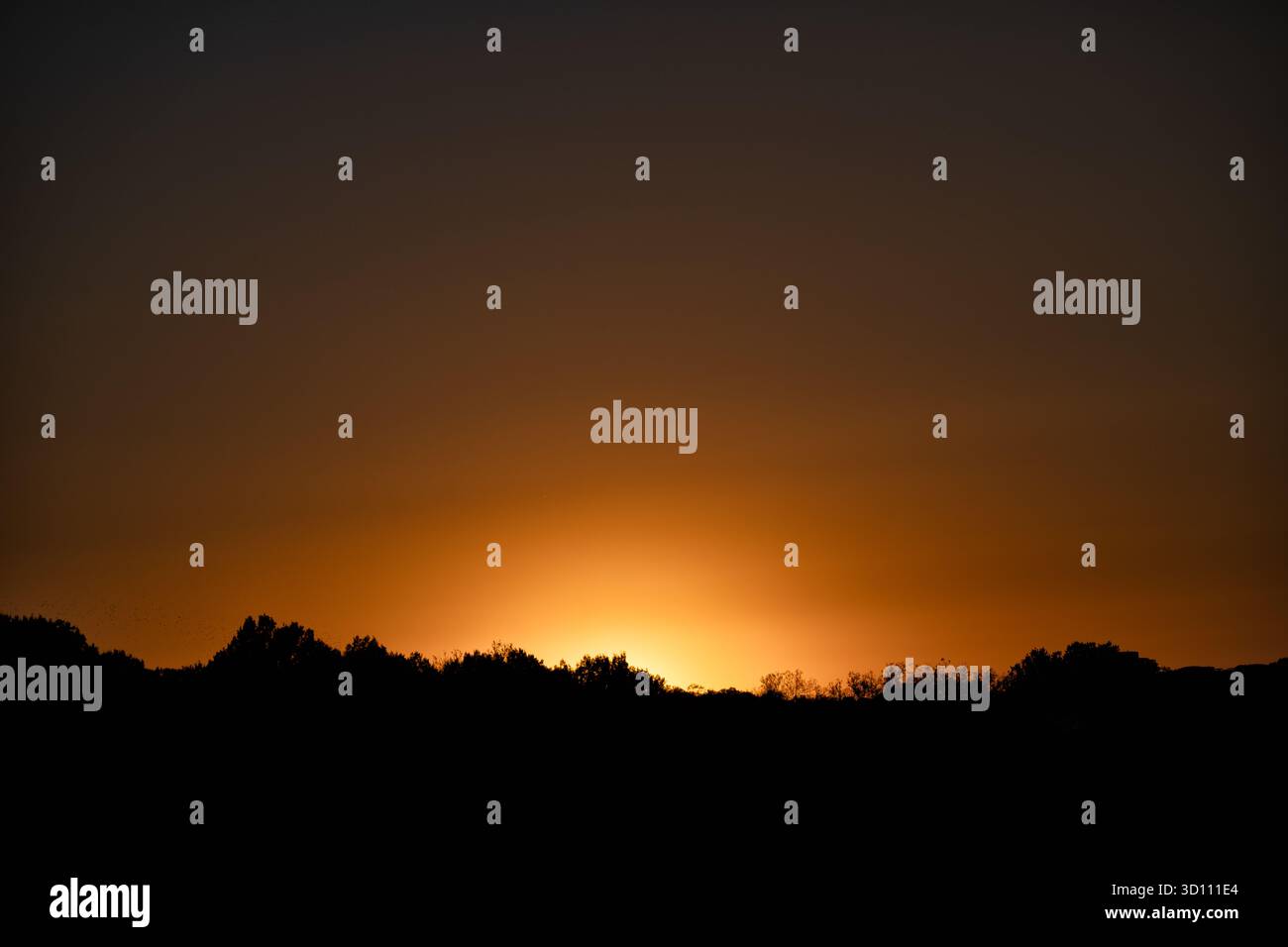 Tramonto su Ash Woods National Mall Washington DC // WASHINGTON DC - Un tramonto sagoma gli alberi di Ash Woods sul National Mall. Ash Woods è una specifica area boschiva situata all'interno del National Mall, un importante parco nazionale nel centro di Washington, D.C. questo iconico spazio verde è spesso chiamato America's Front Yard per il suo ruolo centrale. Amministrata dal National Park Service, ospita numerosi monumenti nazionali, memoriali e musei, rendendolo un paesaggio culturale e storico cruciale nella capitale della nazione. Foto Stock