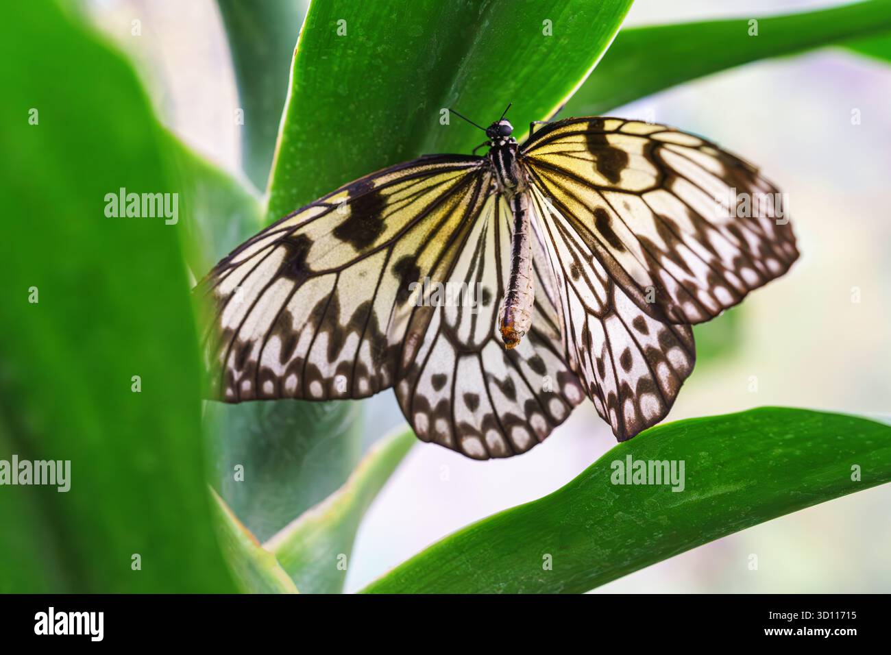 Idea leuconoe, Paper Kite Butterfly, Rice Paper Butterfly o Large Tree Nymph, seduti su una foglia verde sullo sfondo del giardino. Farfalla con nero e wh Foto Stock