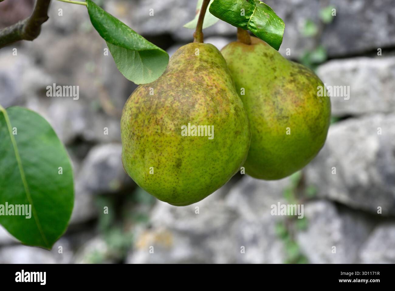 Frutti autunnali di pere di pietra che crescono contro un muro di pietra giardino britannico settembre Foto Stock