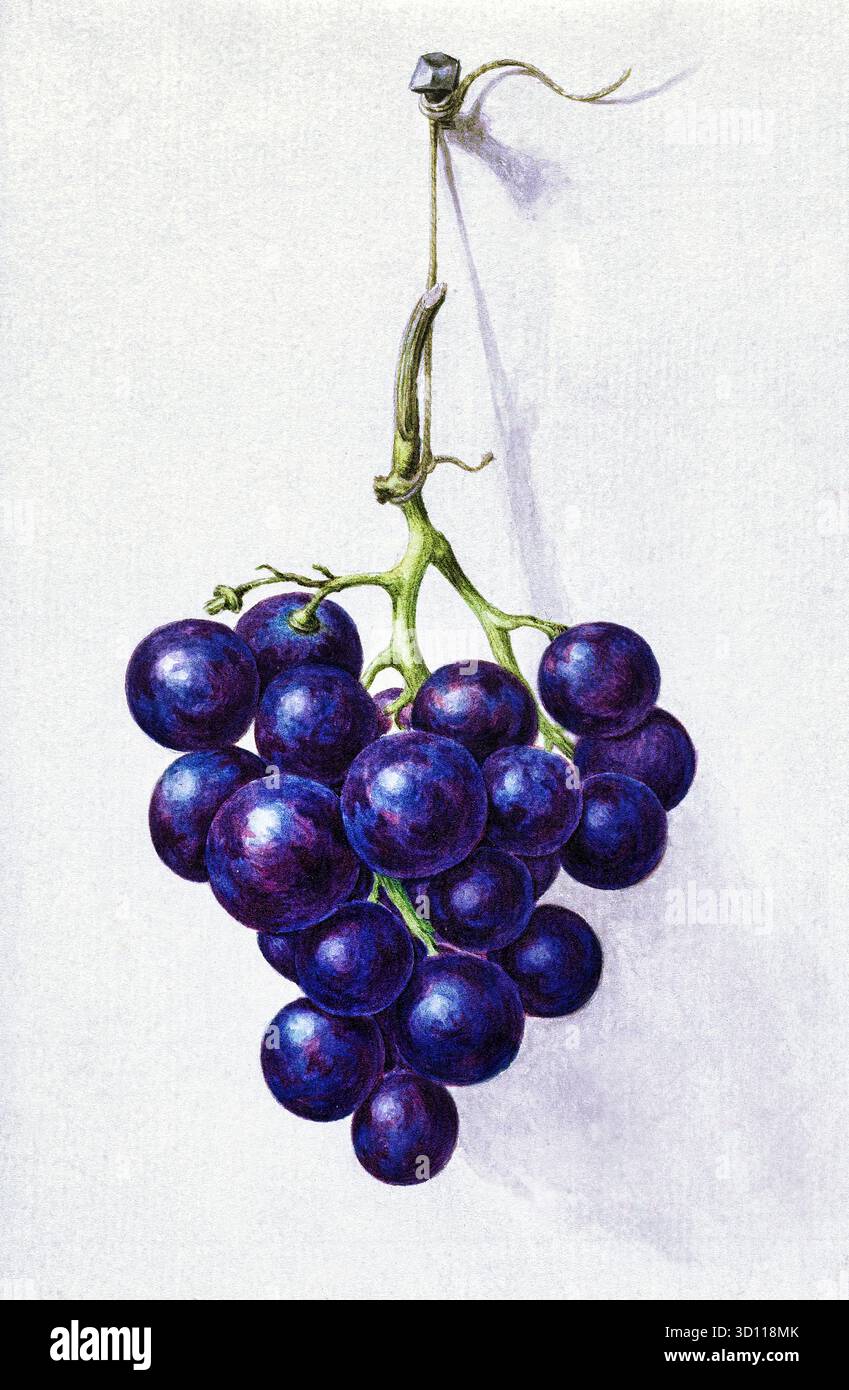 Bunch of Blue Grapes di Jean Bernard (1775-1883) - disegno di natura morta del XIX secolo, studio botanico realista, opere d'arte di dominio pubblico ad alta risoluzione Foto Stock