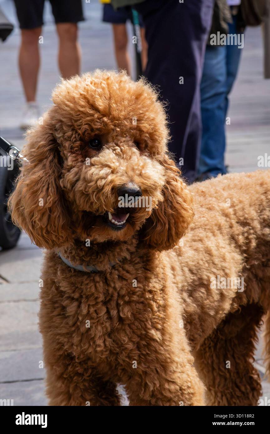 Barboncino marrone riccio in piedi al guinzaglio nel soleggiato parco urbano, attento e adorabile, le gambe della gente sfocate sullo sfondo Foto Stock