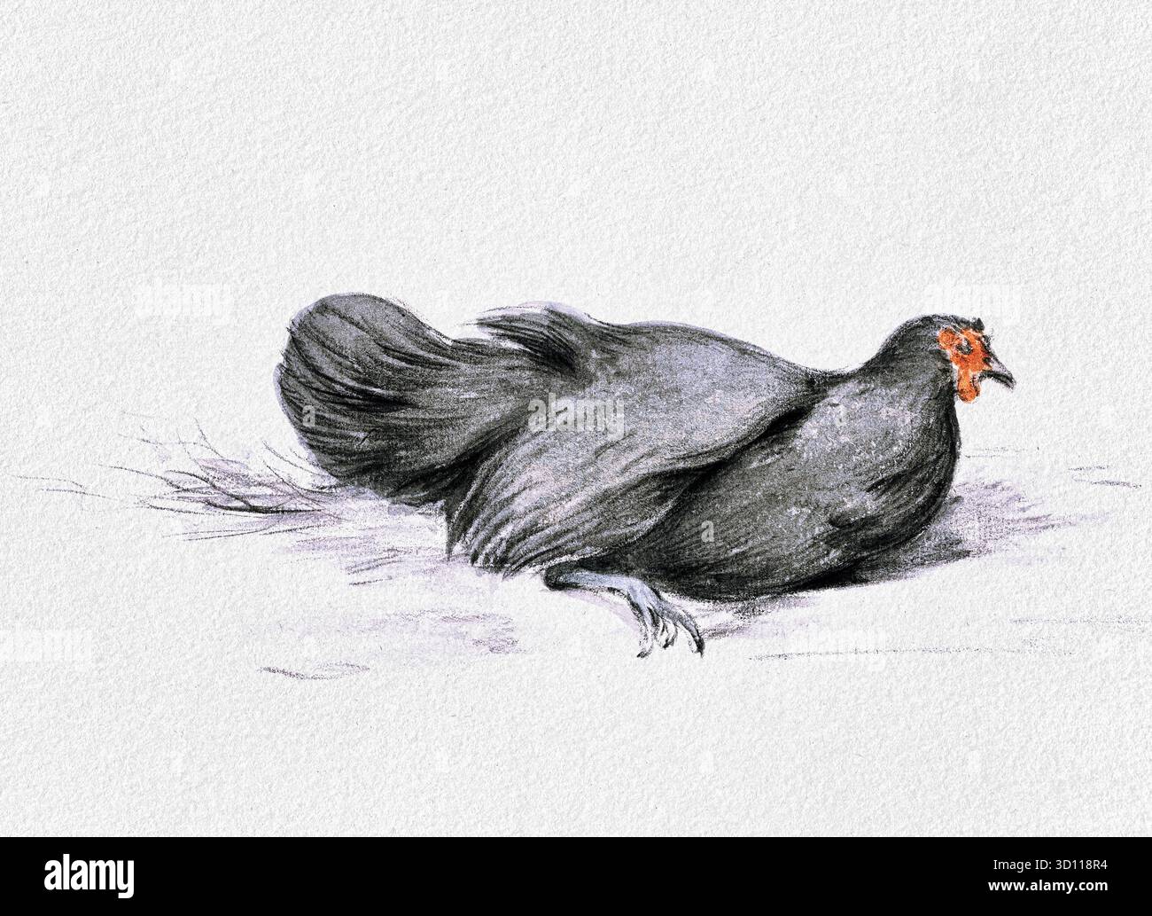 Black Chicken di Jean Bernard (1775-1833) - disegno degli animali del XIX secolo, studio del pollame realista, opere d'arte di dominio pubblico ad alta risoluzione Foto Stock