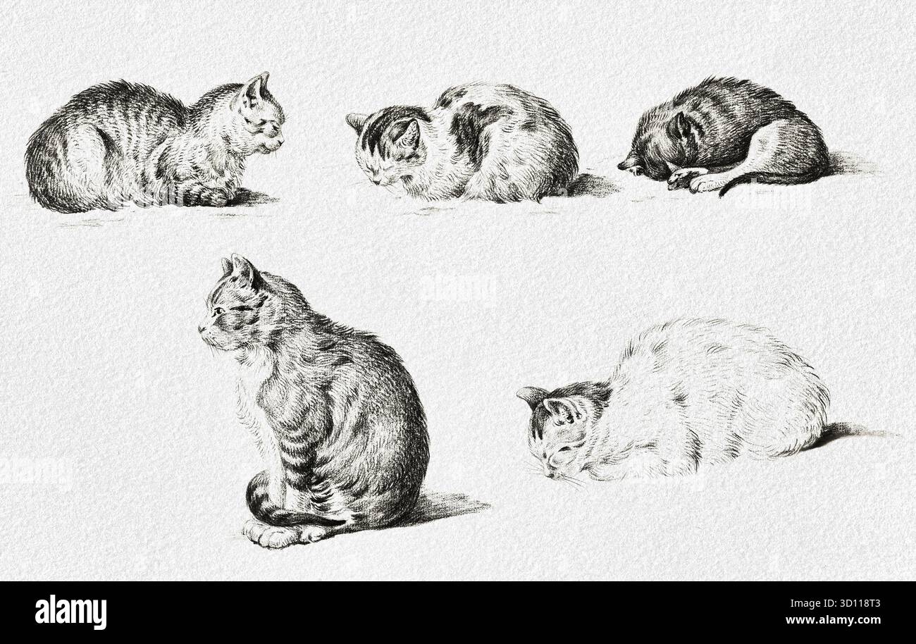 Five Studies of Cats di Jean Bernard, 1812 storia naturale e studio animale, illustrazioni europee dettagliate sui gatti, alta risoluzione di pubblico dominio Foto Stock