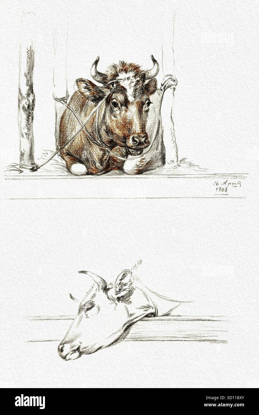 Cow in the Stable and the Head of a Cow (1808) di Jean Bernard (1775-1883) - 19th Century Animal Study, Realist Farm Scene, Public Domain ArtWork Foto Stock
