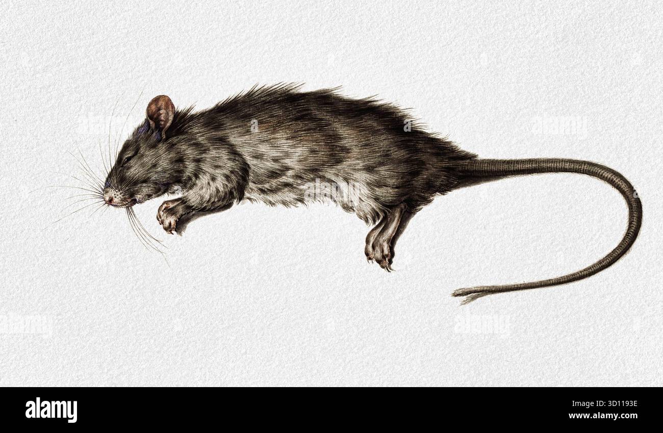 Dead Rat (1795) di Jean Bernard (1775-1883) - 18th Century Dutch Realist Animal Study, Detailed STILL Life Drawing, Public Domain ArtWork Foto Stock