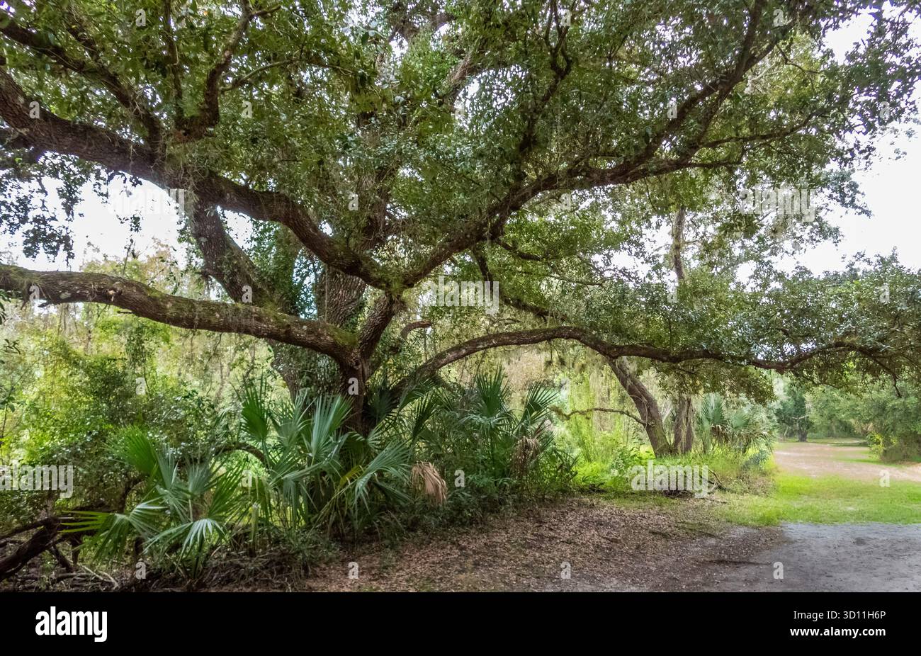 Myakkahatchee Creek Environmental Park a North Port, Florida, Stati Uniti Foto Stock