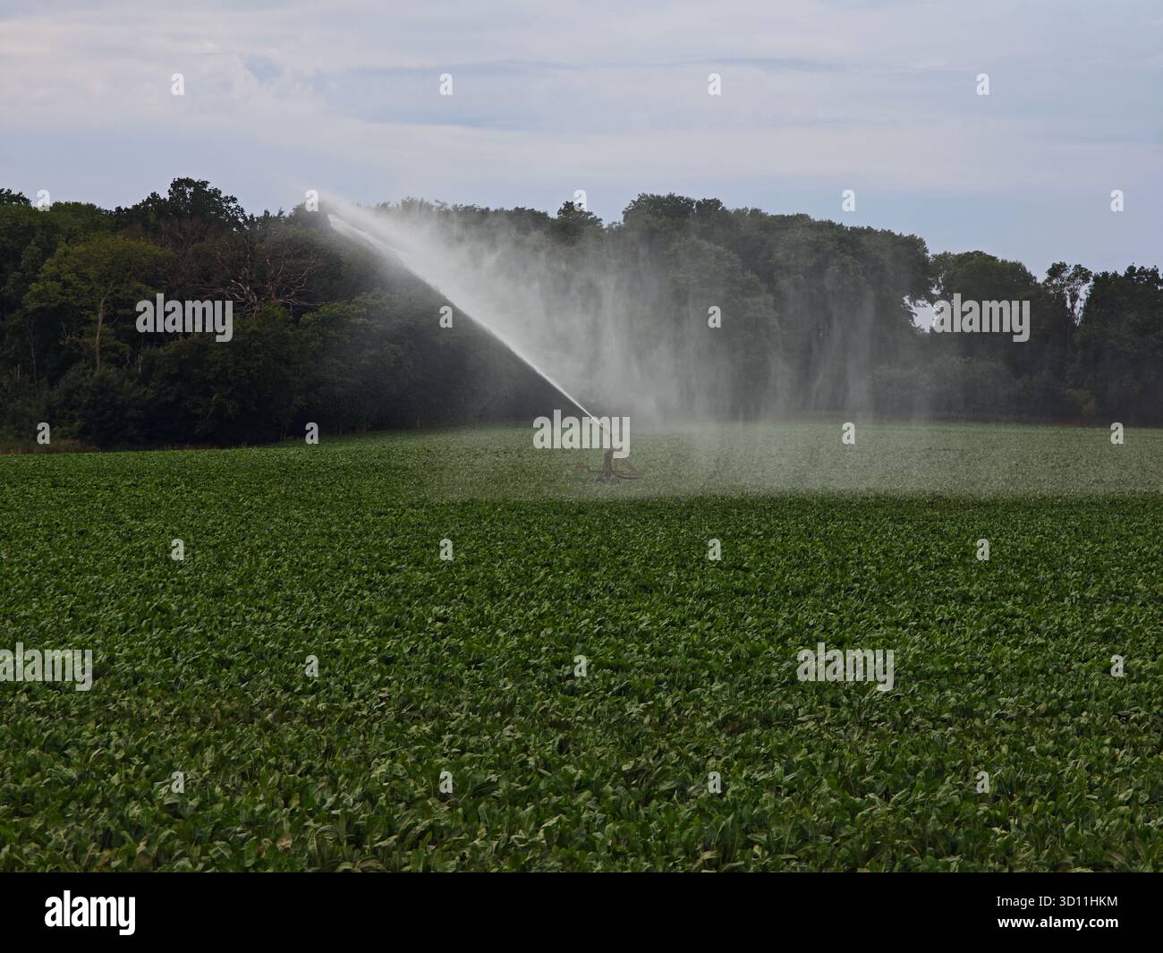 Un irrigatore irriga un campo verde. L'irrigatore spruzza l'acqua secondo un motivo arcobaleno Foto Stock
