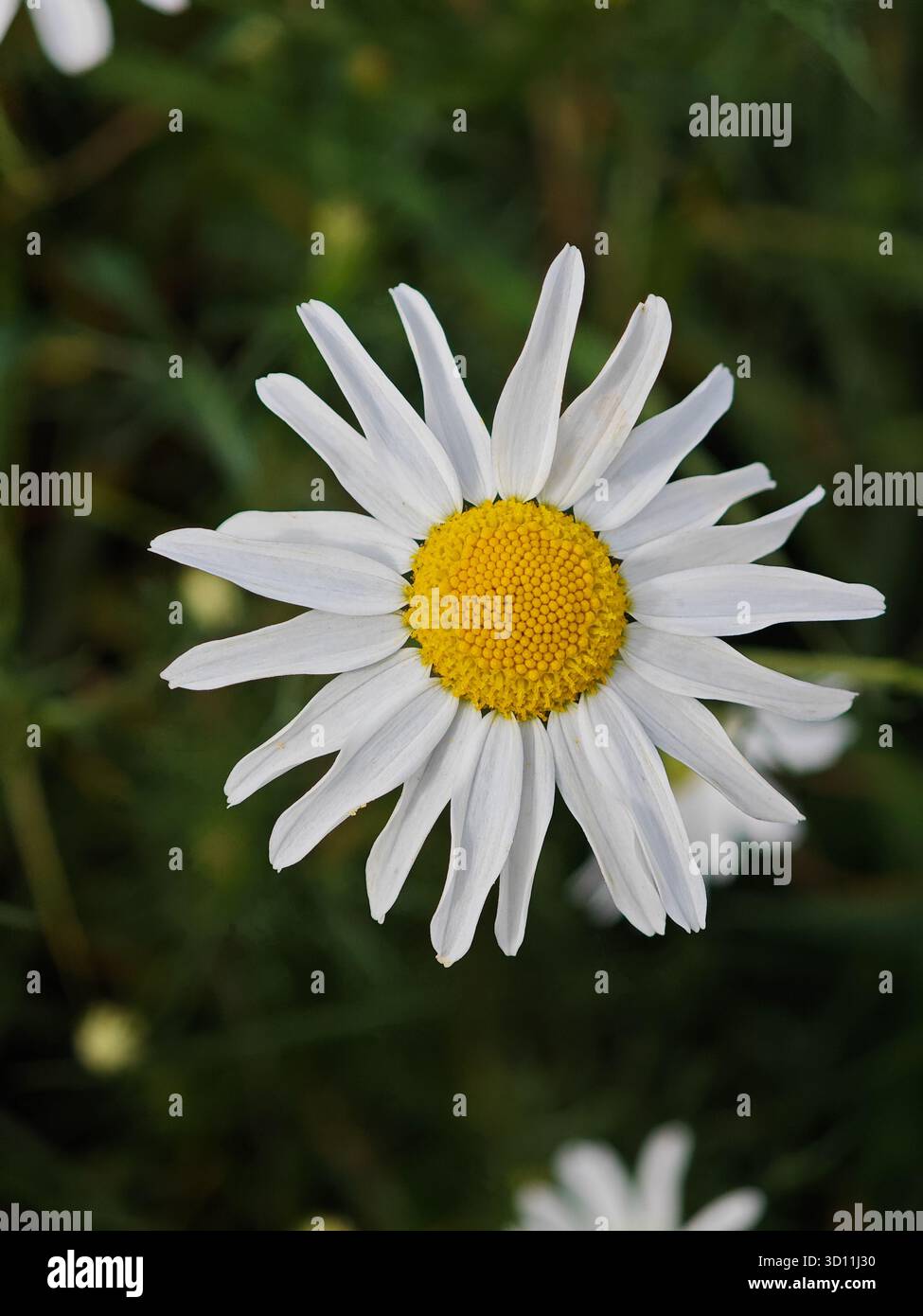 Un'unica margherita bianca si distingue per il suo centro giallo e i lunghi petali, circondati da un vivace fogliame verde in una giornata di sole. La natura mette in mostra la sua bellezza Foto Stock