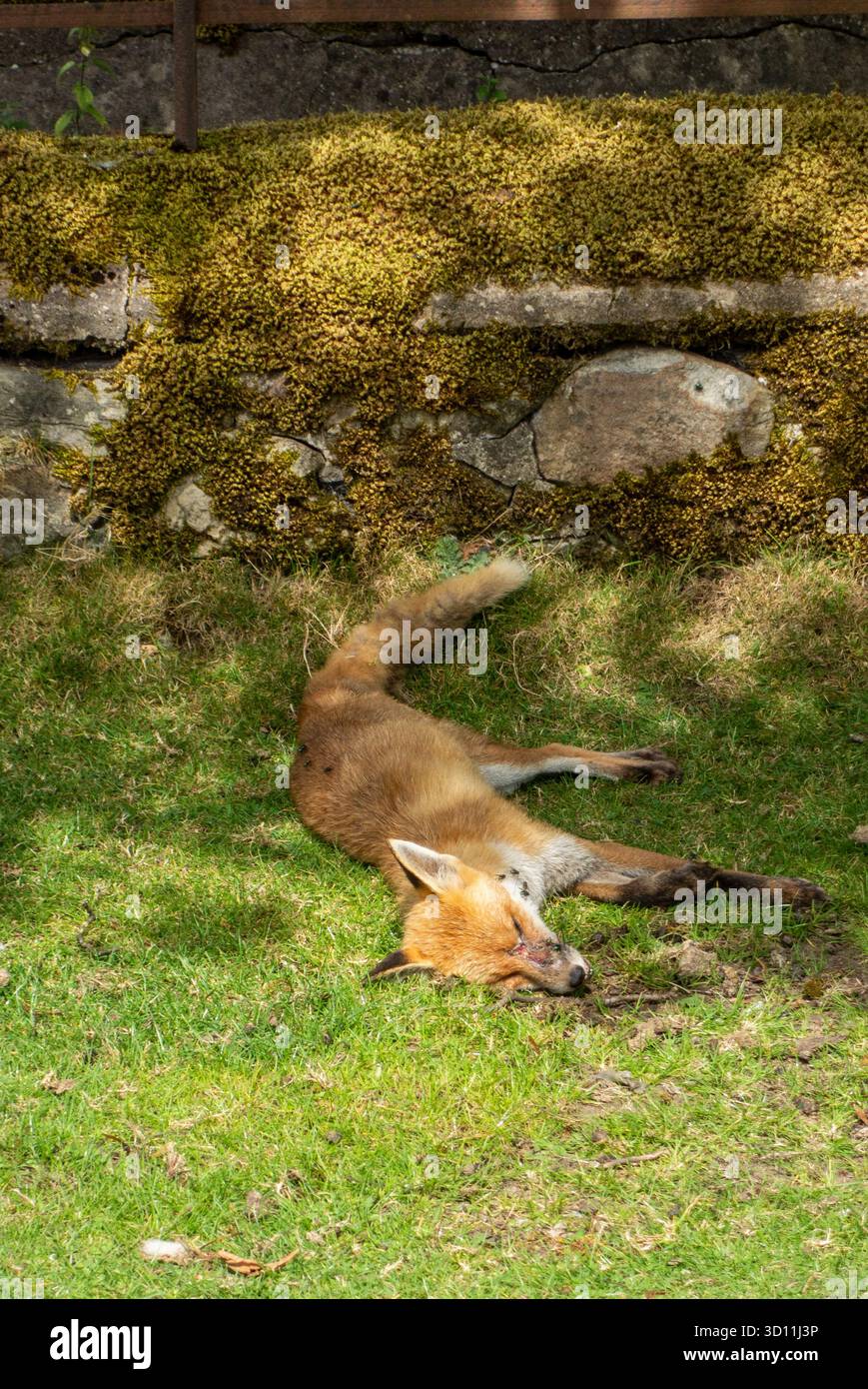 Volpe morta, probabilmente avvelenata o uccisa in una collisione stradale Foto Stock