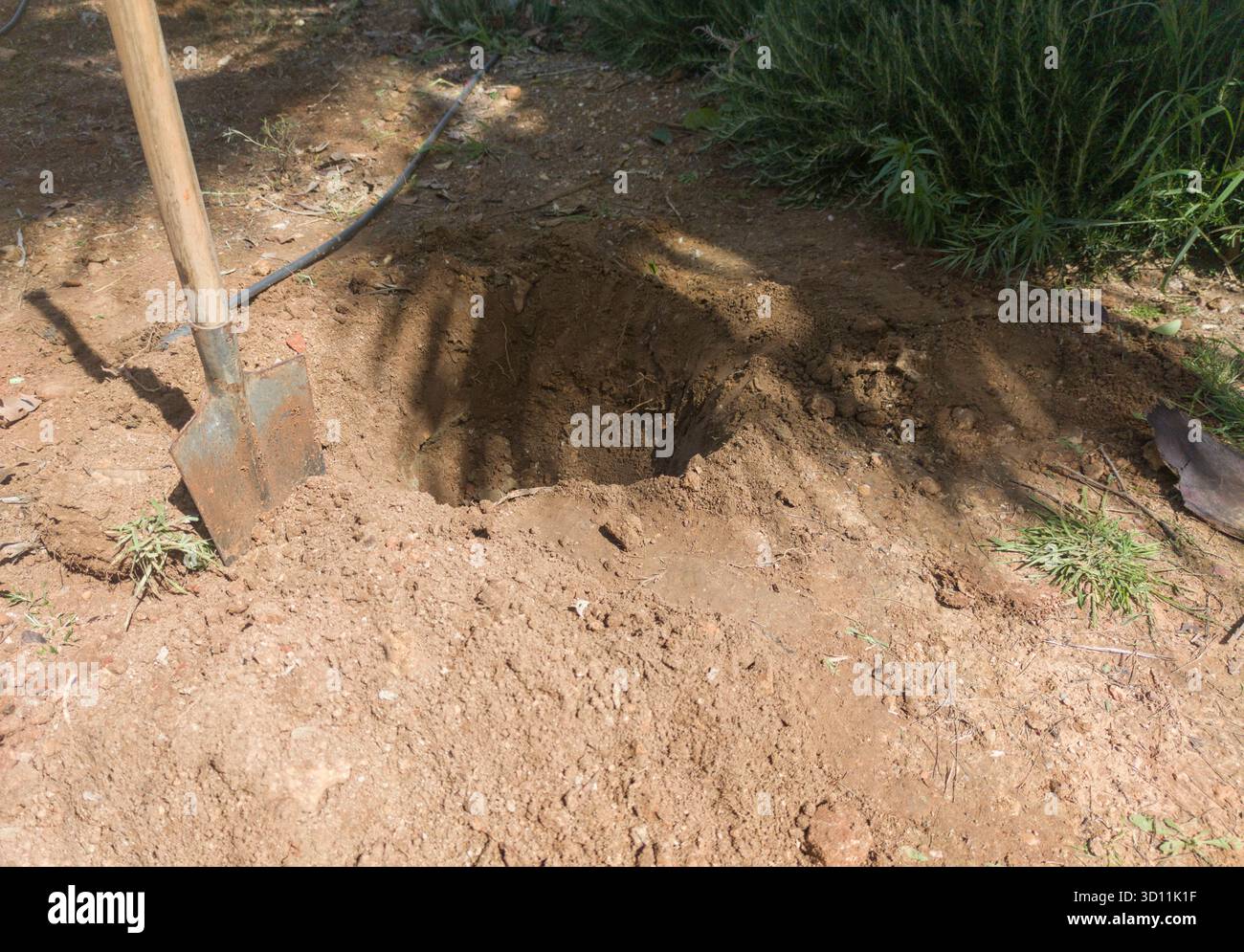 Vanga stampigliata attaccata vicino alla fossa dell'albero. Attività di piantagione di alberi nei giardini Foto Stock