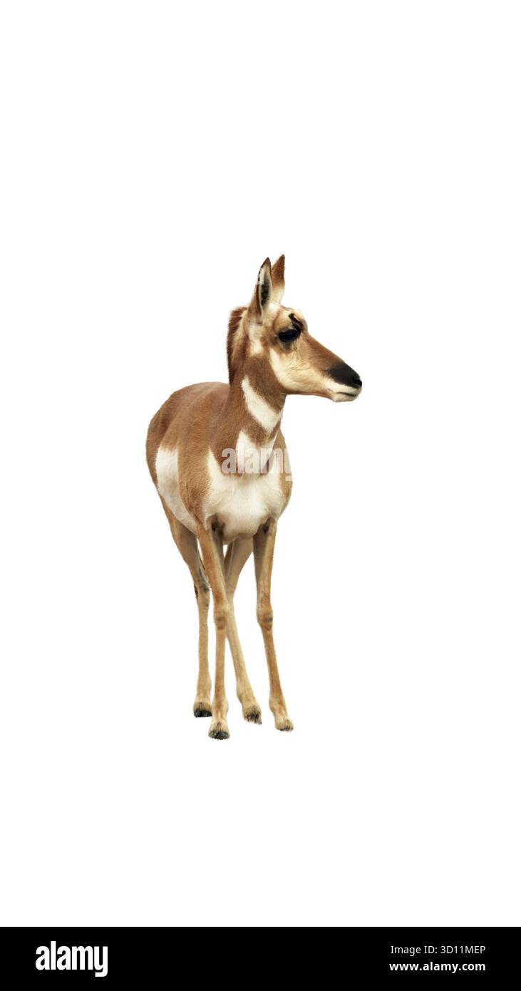 L'animale di Pronghorn è isolato ed è fauna selvatica. Pronghorn fa parte della famiglia Giraffe. Qui questo attraente animale a collo lungo e corti è attento e si solleva. Foto Stock