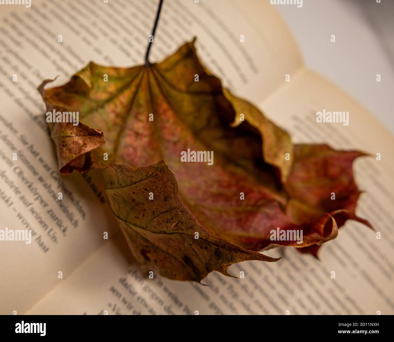 Foglie autunnali appoggiate su un libro aperto, natura morta ravvicinata con luce calda e profondità di campo ridotta Foto Stock