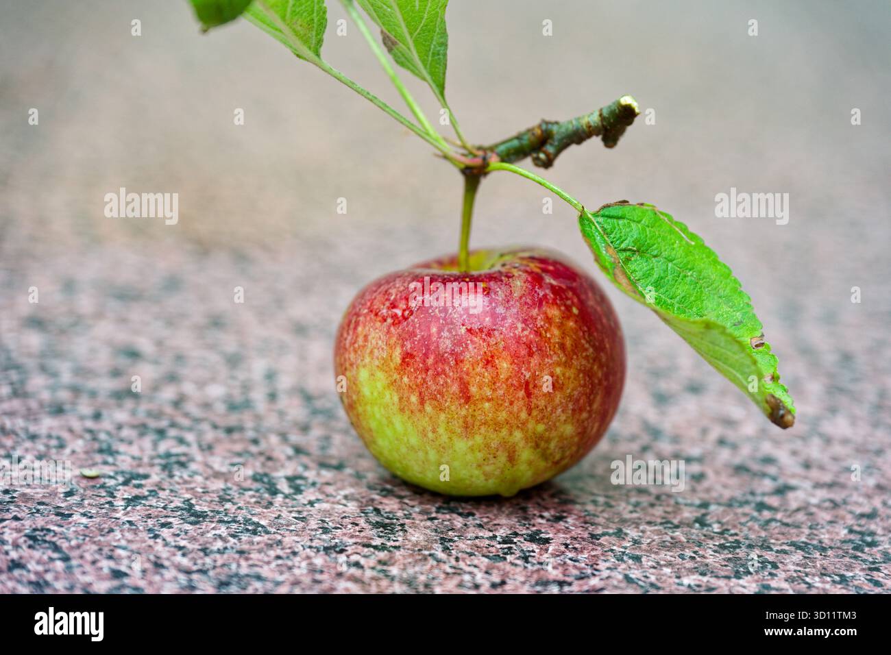 Una mela Ingrid Marie con pelle verde e rossa si deposita su pietra grafite, un ramoscello e quattro foglie si aggrappano allo stelo, un angolo basso rivela il motivo del pavimento e. Foto Stock