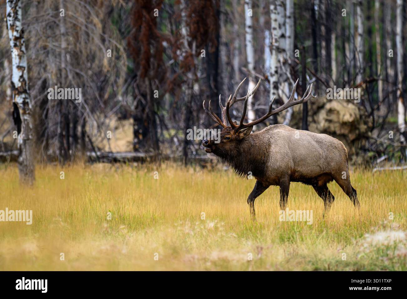 Un grande cervus canadensis maschio alce toro che cammina di fronte a una foresta devastata da un incendio che si imbatte nella sua mandria di alci mucche femminili Foto Stock