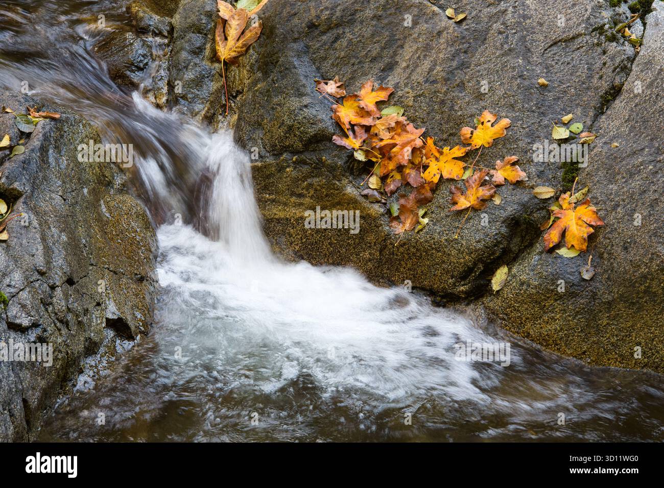 Piccolo ruscello che cade sulle rocce in slow motion con foglie stagionali marroni e arancioni Foto Stock