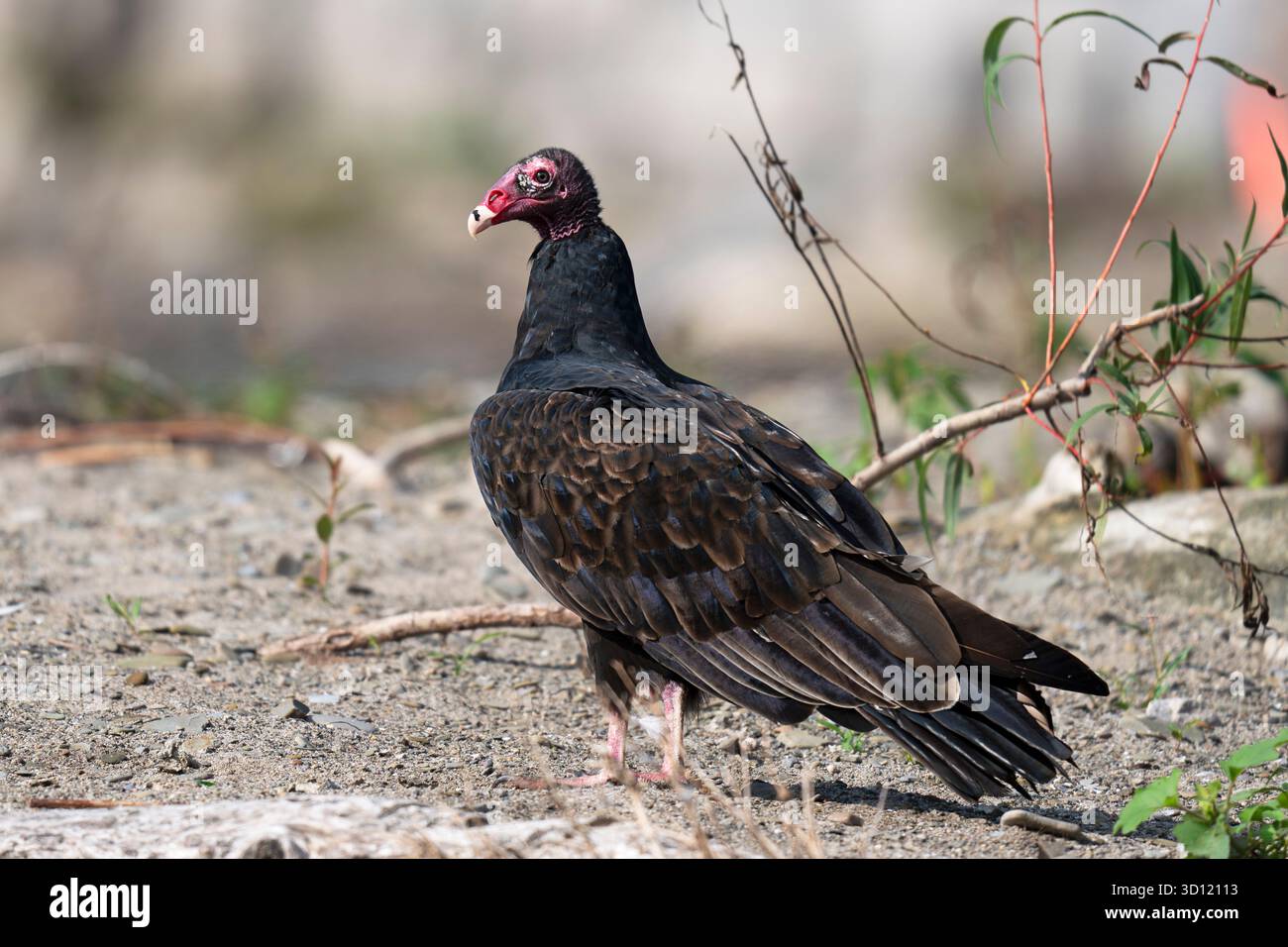 La Turchia vulture (Cathartes aura) Foto Stock