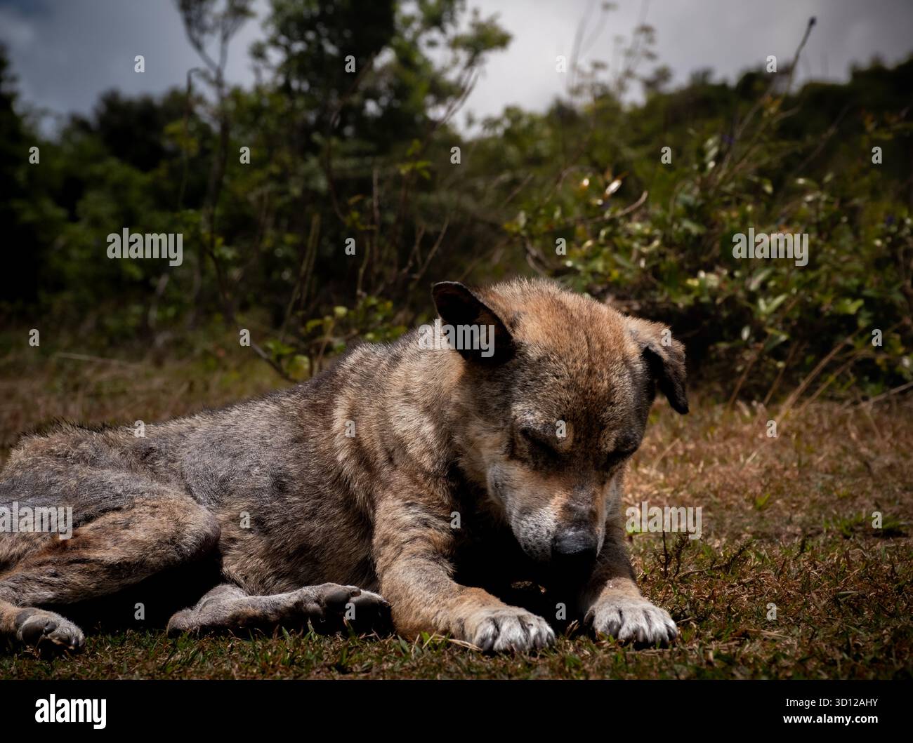 Un cane selvatico stanco riposa tranquillamente sull'erba nella tranquilla natura selvaggia, circondato dalla bellezza naturale di Horton Plains, Sri Lanka Foto Stock