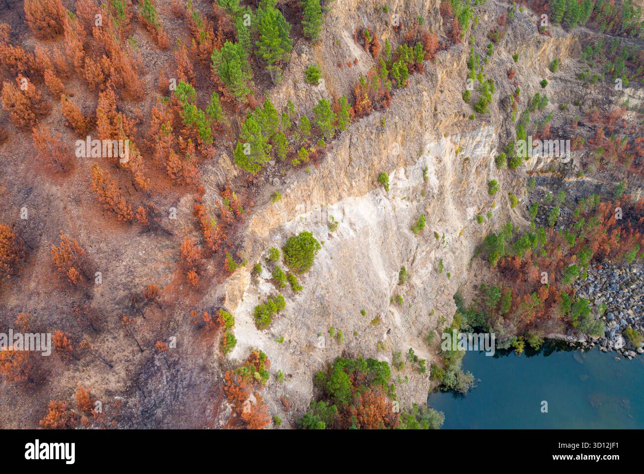 Il bellissimo e suggestivo scenario di rigenerazione dopo un incendio nella foresta Un paesaggio di contrasti Foto Stock