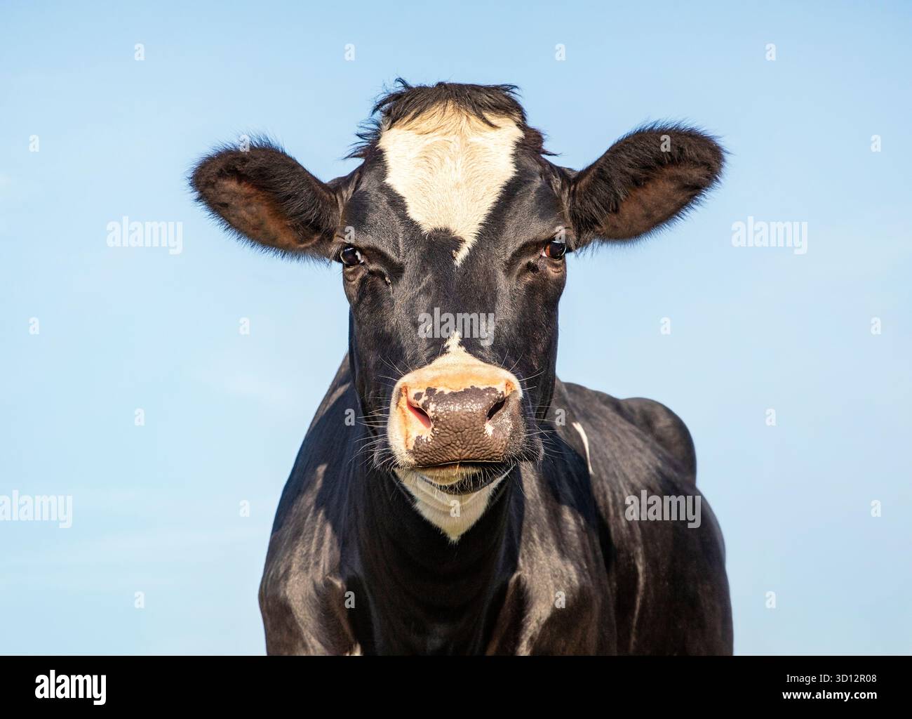 Bella giovane mucca nera, ritratto della testa e sfondo blu del cielo. Foto Stock