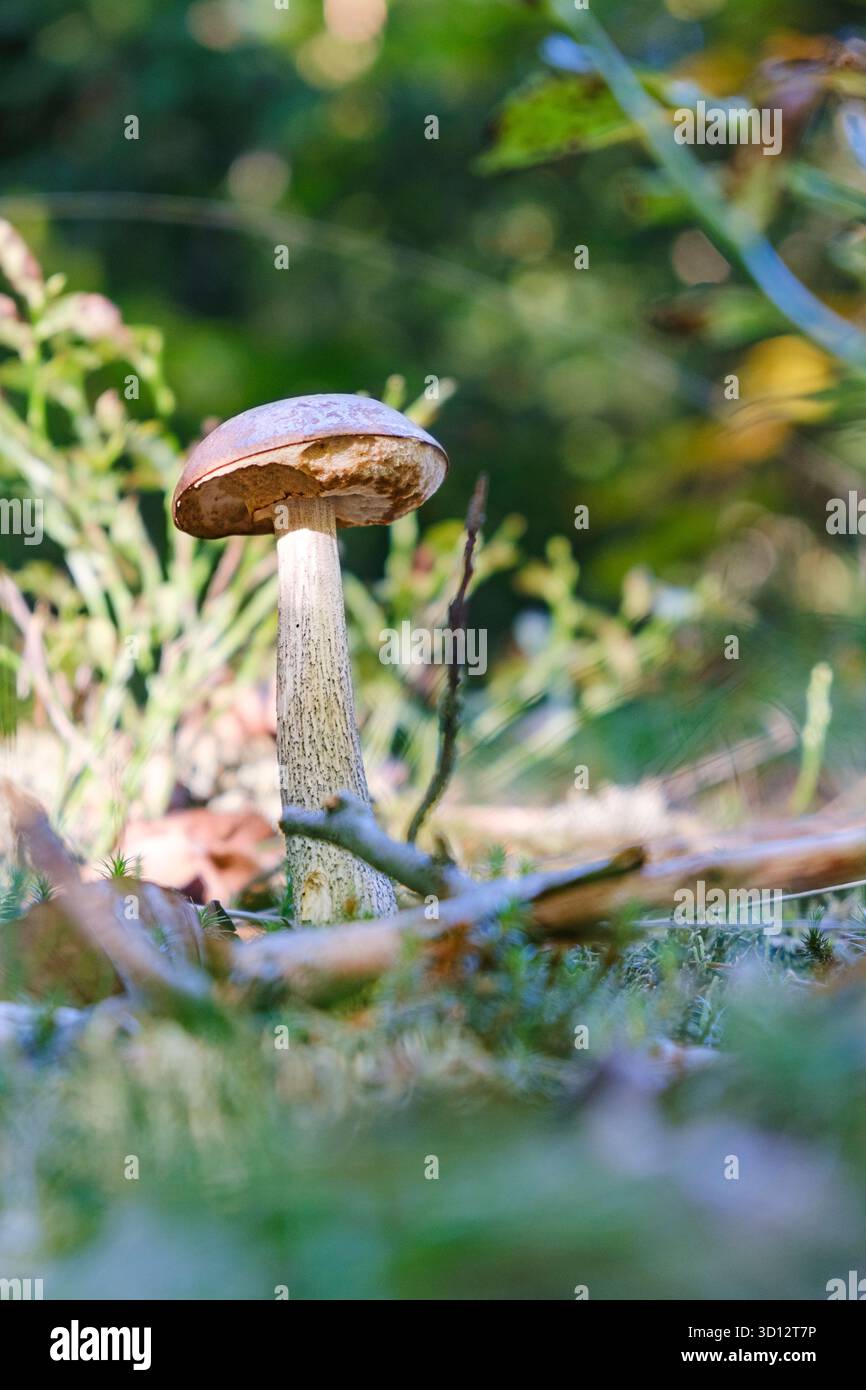 Alto fungo boschivo circondato da muschio verde e foglie autunnali, bolo Foto Stock