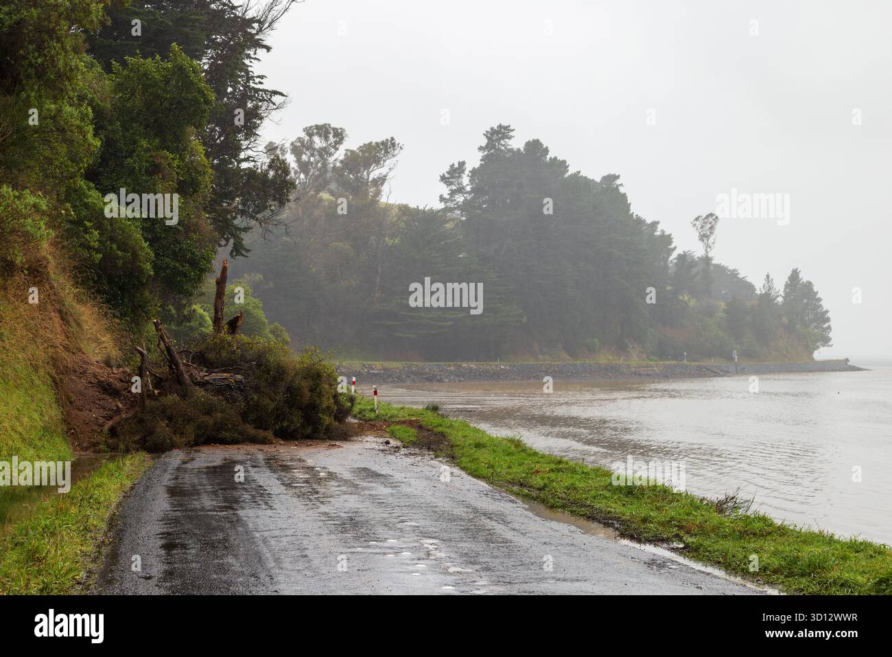 Una strada costiera bloccata da un albero caduto in condizioni di tempesta. Fotografato sulla strada tra Port Chalmers e Aramoana, nuova Zelanda Foto Stock