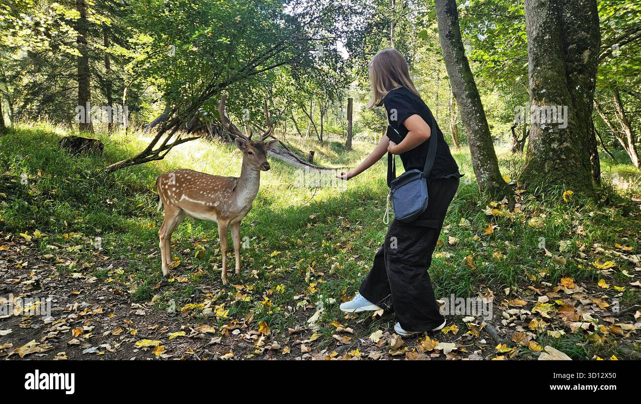 Foto ad alta risoluzione della fauna selvatica, luce del giorno, interazione uomo-animale, sfondo della foresta, toni naturali. Foto di alta qualità Foto Stock