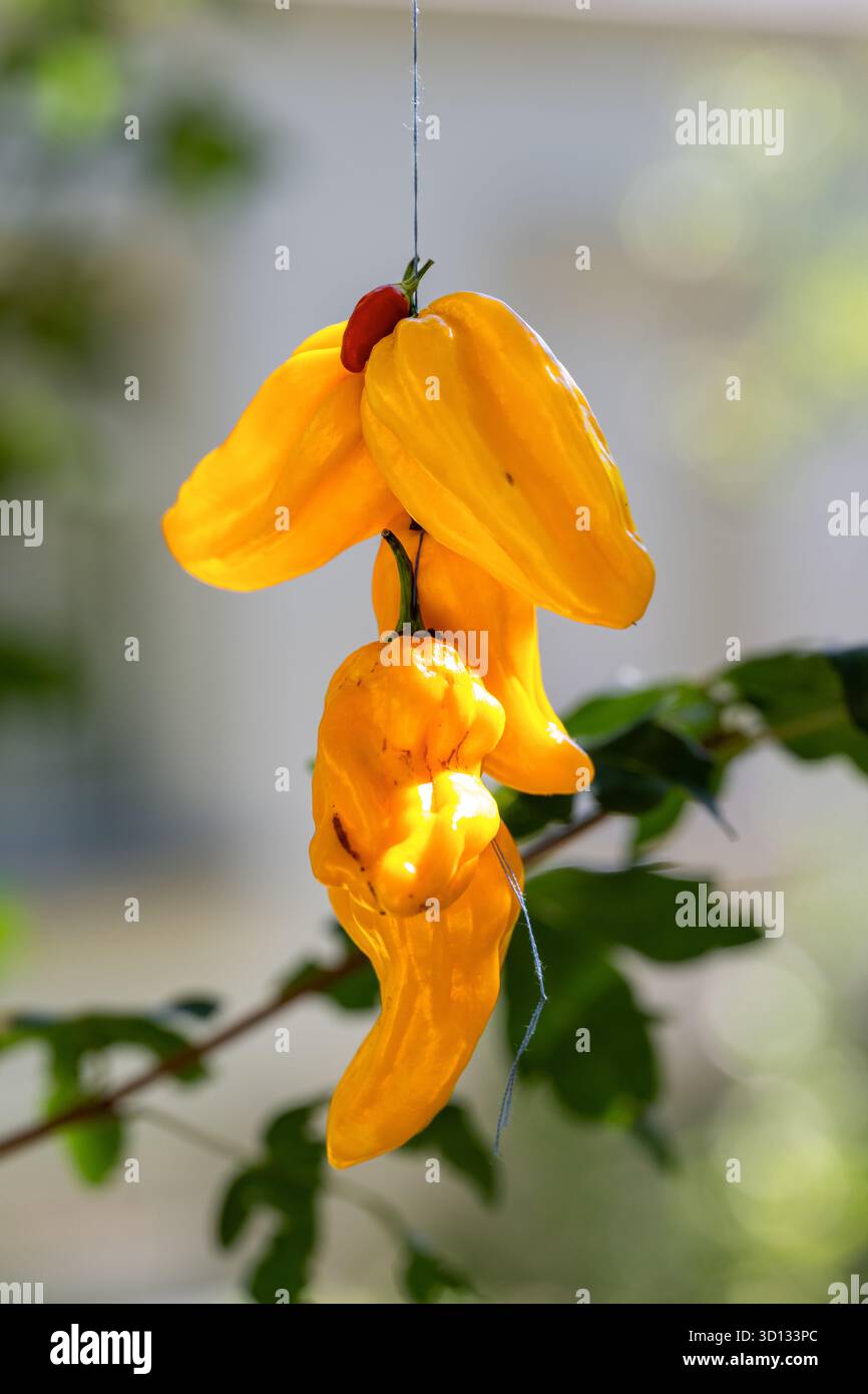 Una corda sospende un gruppo di peperoni gialli vibranti, con un singolo peperone rosso incastonato tra loro, creando un'esposizione colorata e accattivante. Foto Stock