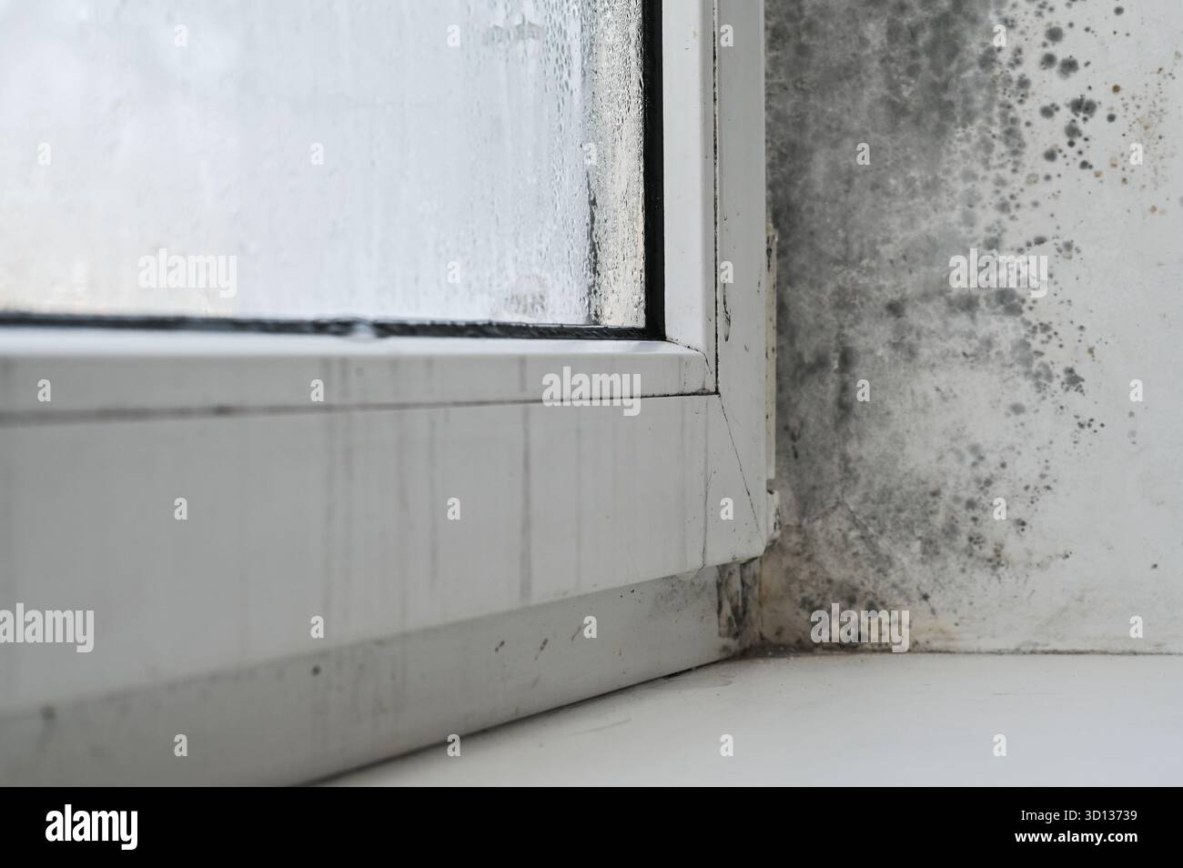 Primo piano dell'angolo di una finestra con accumulo di condensa e crescita dello stampo. zona umida. combinazione finestra di condensa e stampo. accumulo di umidità Foto Stock