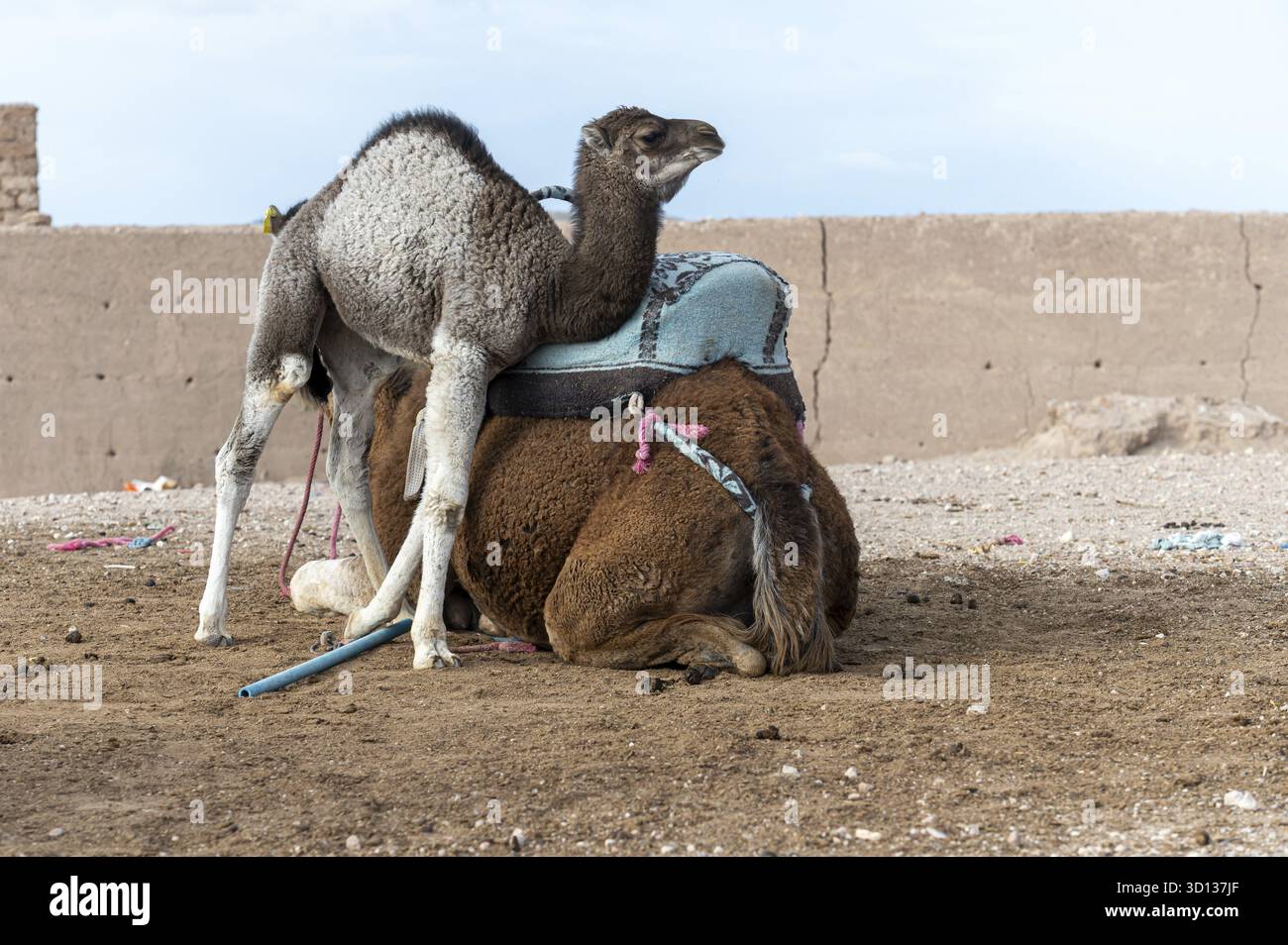 Il giovane cammello gioca in cima a un cammello adulto nel deserto di Agafay in Marocco sotto i cieli limpidi Foto Stock