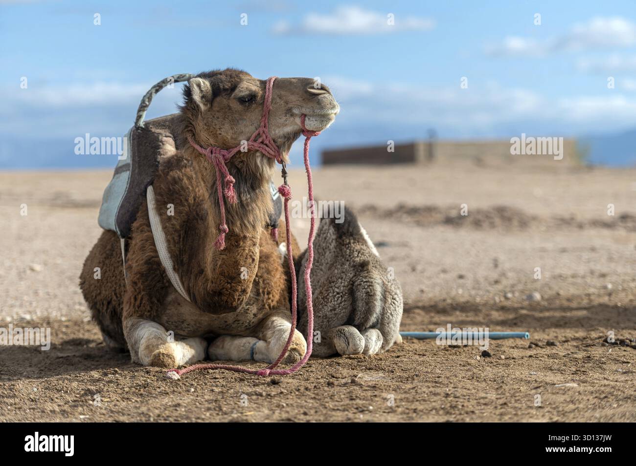 Il giovane cammello gioca in cima a un cammello adulto nel deserto di Agafay in Marocco sotto i cieli limpidi Foto Stock