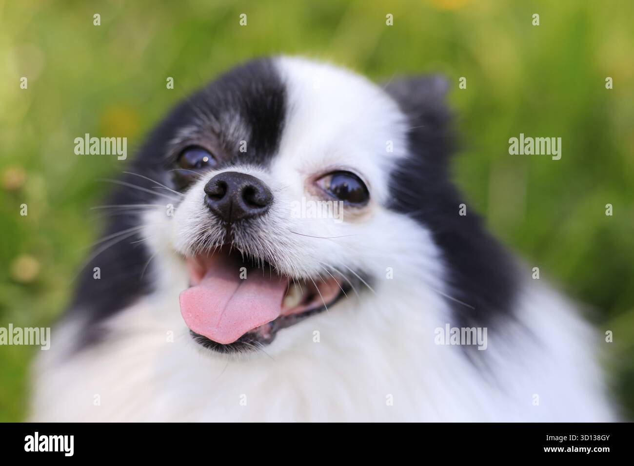 Un cane pomerano sorridente nell'erba. pomerania in bianco e nero . Un animale domestico in giro. Foto per la copertina . Foto di un animale per prodotti stampati . Foto Stock