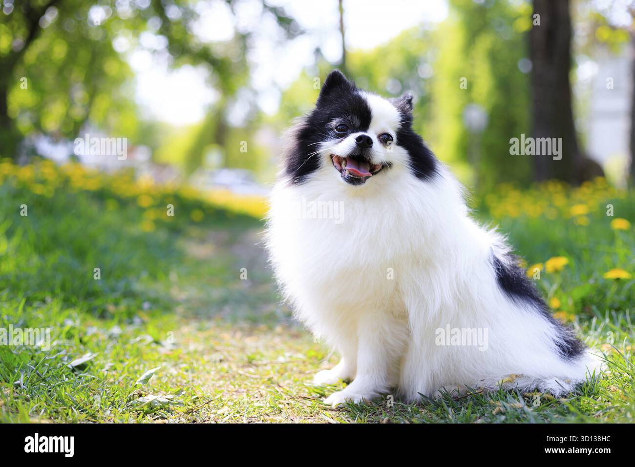 Un cane pomerano sorridente nell'erba. pomerania in bianco e nero . Un animale domestico in giro. Foto per la copertina . Foto di un animale per prodotti stampati . Foto Stock