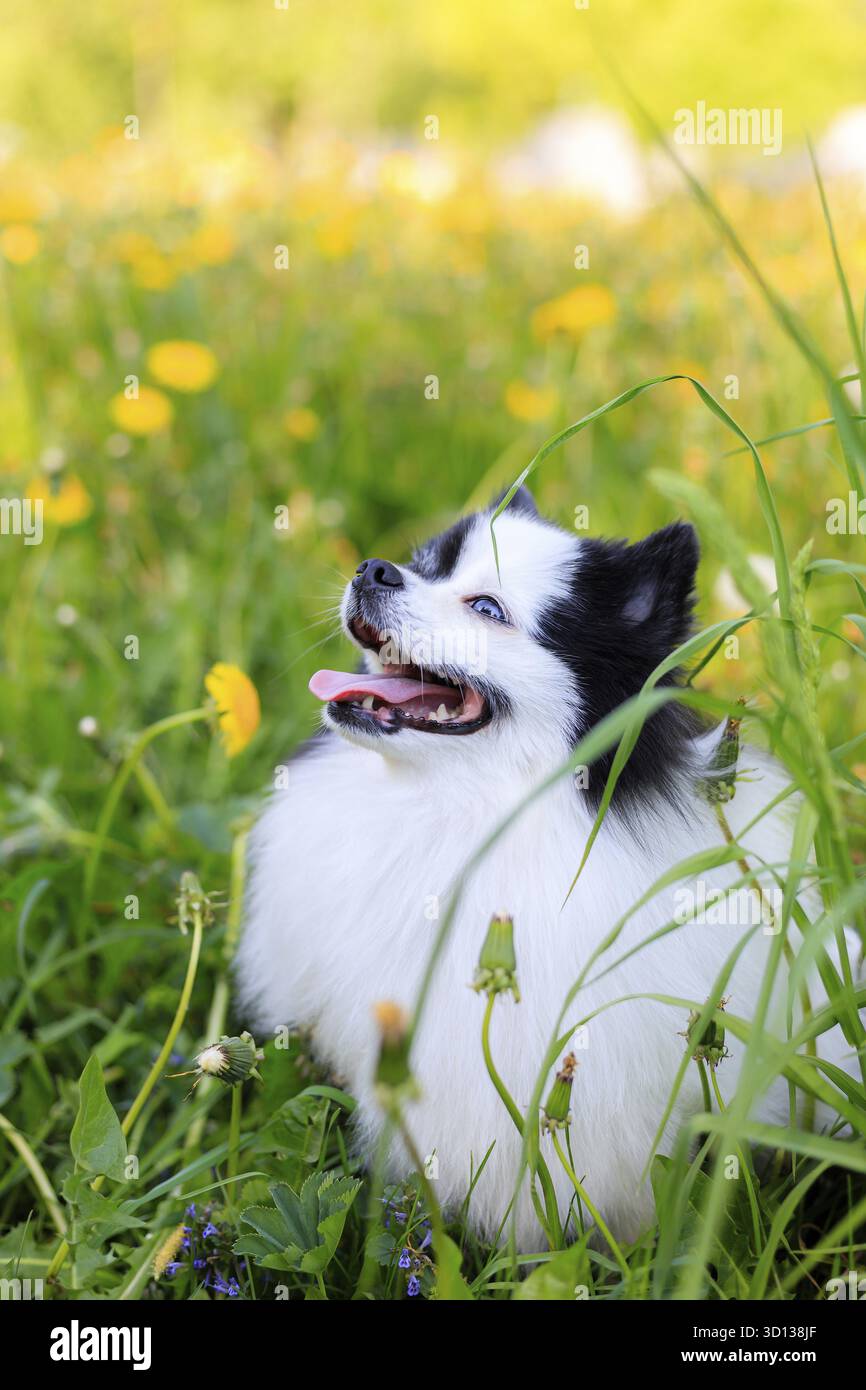 Un cane pomerano sorridente nell'erba. pomerania in bianco e nero . Un animale domestico in giro. Foto per la copertina . Foto di un animale per prodotti stampati . Foto Stock
