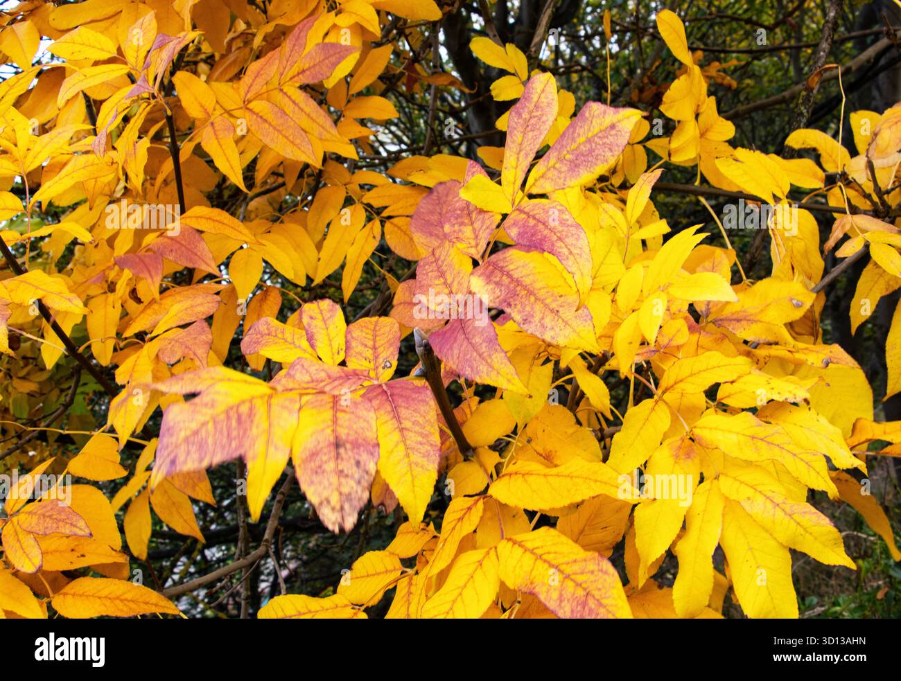 Originaria dell'Europa meridionale e dell'Asia meridionale, il Manna Ash è una pianta popolare nei parchi nei giardini per i suoi fiori primaverili e gli spettacolari colori dorati Foto Stock