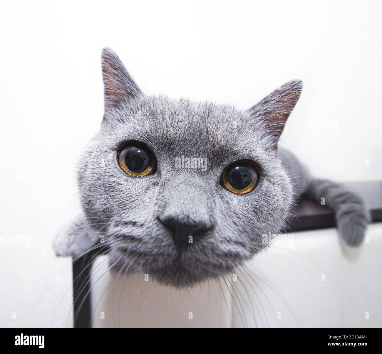 Un gattino grigio giace su uno sfondo bianco. Gattino carino. Gatto britannico. Copertina di un album o di un notebook. Rilassati . Gatto divertente. Grandi occhi di gatto. Cat. Isolato. Con Foto Stock