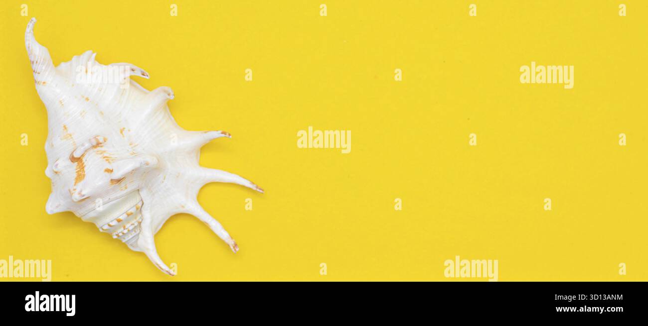 Layout Seashell su sfondo giallo. Banner vacanza con spazio per il testo. Estate. Ciao estate. Shell su sfondo giallo. Vita marina Foto Stock