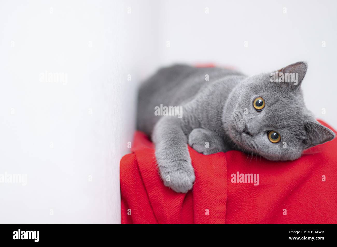 Grigio fumoso soffice gatto razza britannica guarda la fotocamera su uno sfondo rosso.. Il concetto di fotografia di studio per gli articoli e la pubblicità circa Foto Stock