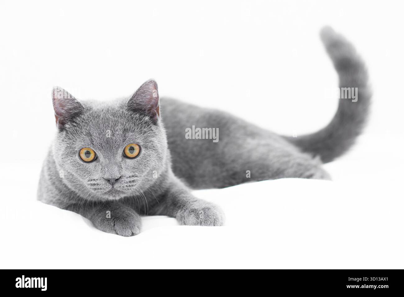 Un gattino grigio giace su uno sfondo bianco. Gattino carino. Gatto britannico. Copertina di un album o di un notebook. Rilassati . Gatto divertente. Grandi occhi di gatto. Cat. Isolato. Con Foto Stock