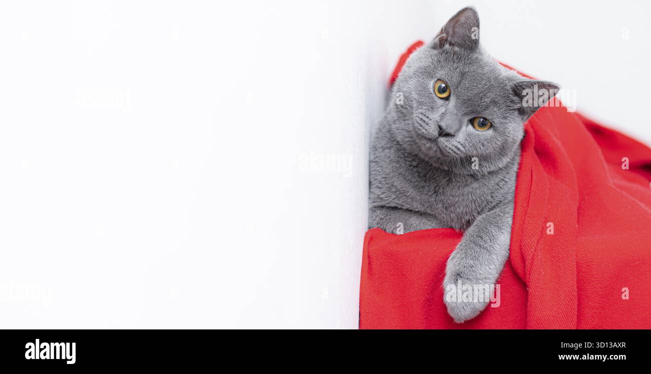 Grigio fumoso soffice gatto razza britannica guarda la fotocamera su uno sfondo rosso.. Il concetto di fotografia di studio per gli articoli e la pubblicità circa Foto Stock