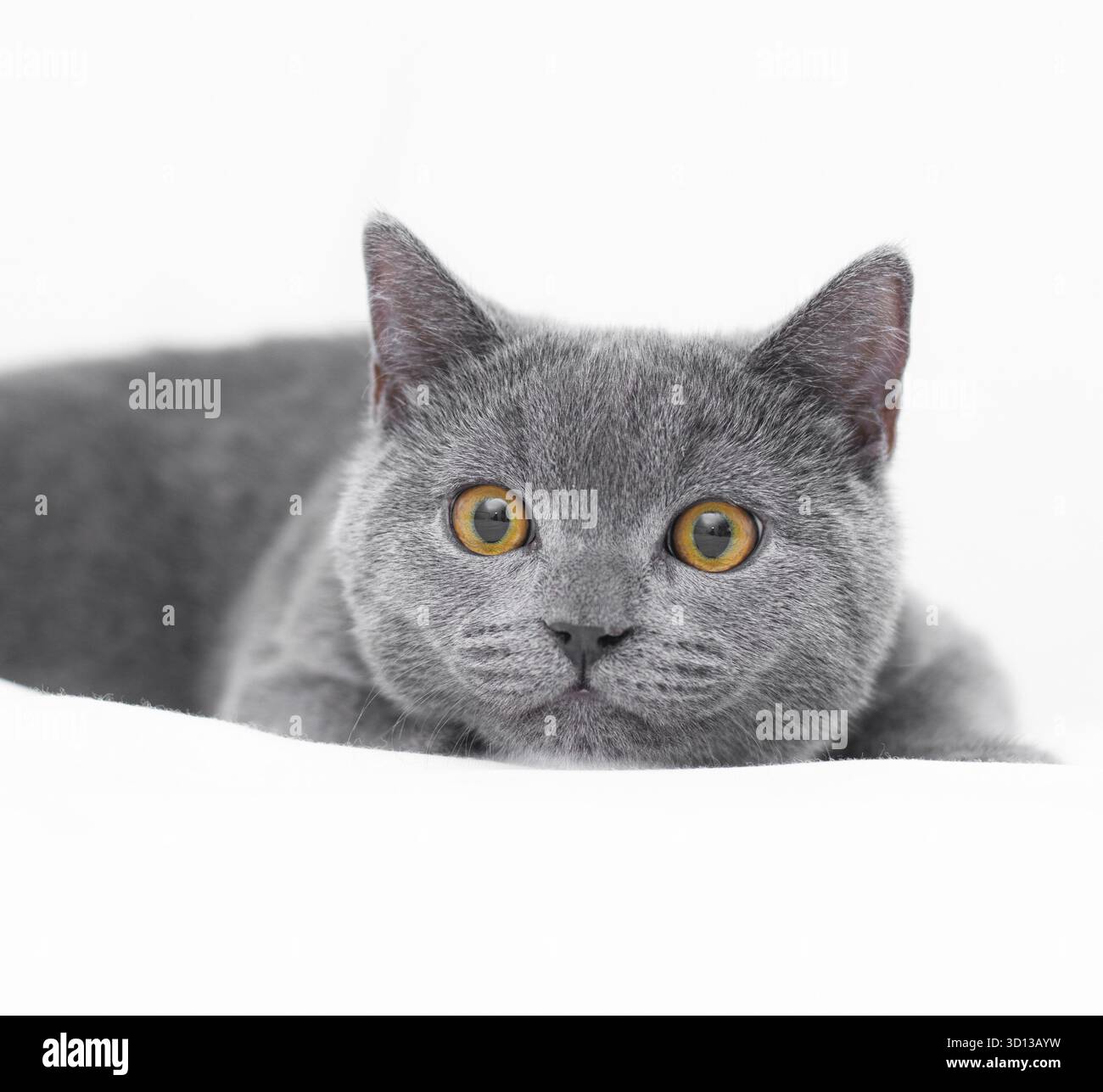 Un gattino grigio giace su uno sfondo bianco. Gattino carino. Gatto britannico. Copertina di un album o di un notebook. Rilassati . Gatto divertente. Grandi occhi di gatto. Cat. Isolato. Con Foto Stock