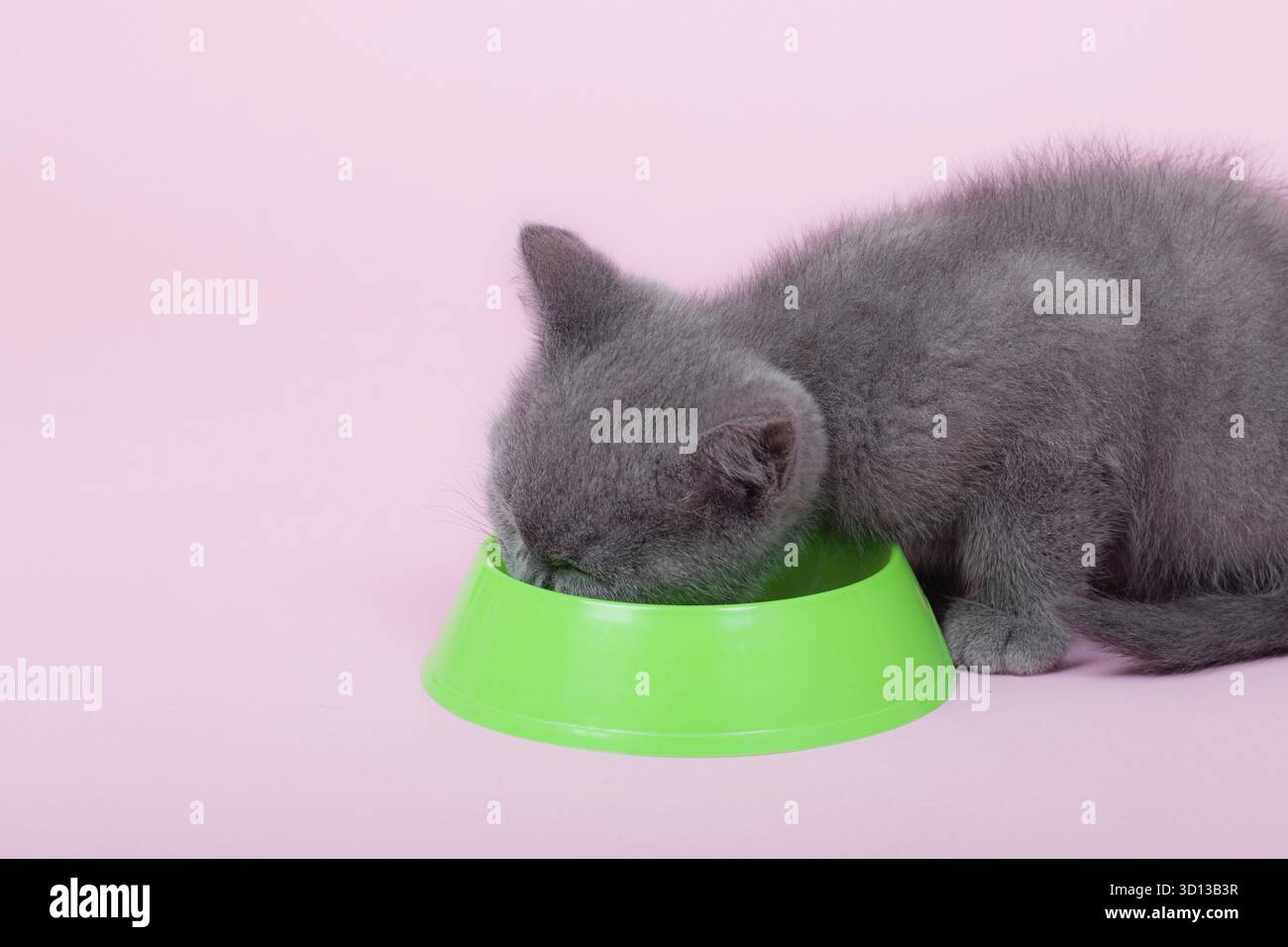 Il gatto mangia da una ciotola. Un animale domestico. La ciotola verde. Gatto inglese grigio. Alimentazione dell'animale. pubblicità di feed Foto Stock