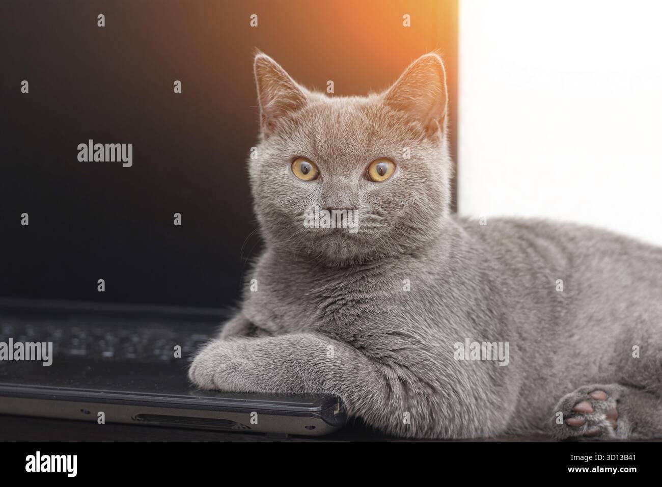 Il gatto è sdraiato sul portatile . Un animale domestico. Lavorare su un computer. Razza inglese. Concetto di studio di ripresa per articoli e annunci sul tempo libero di PET Foto Stock
