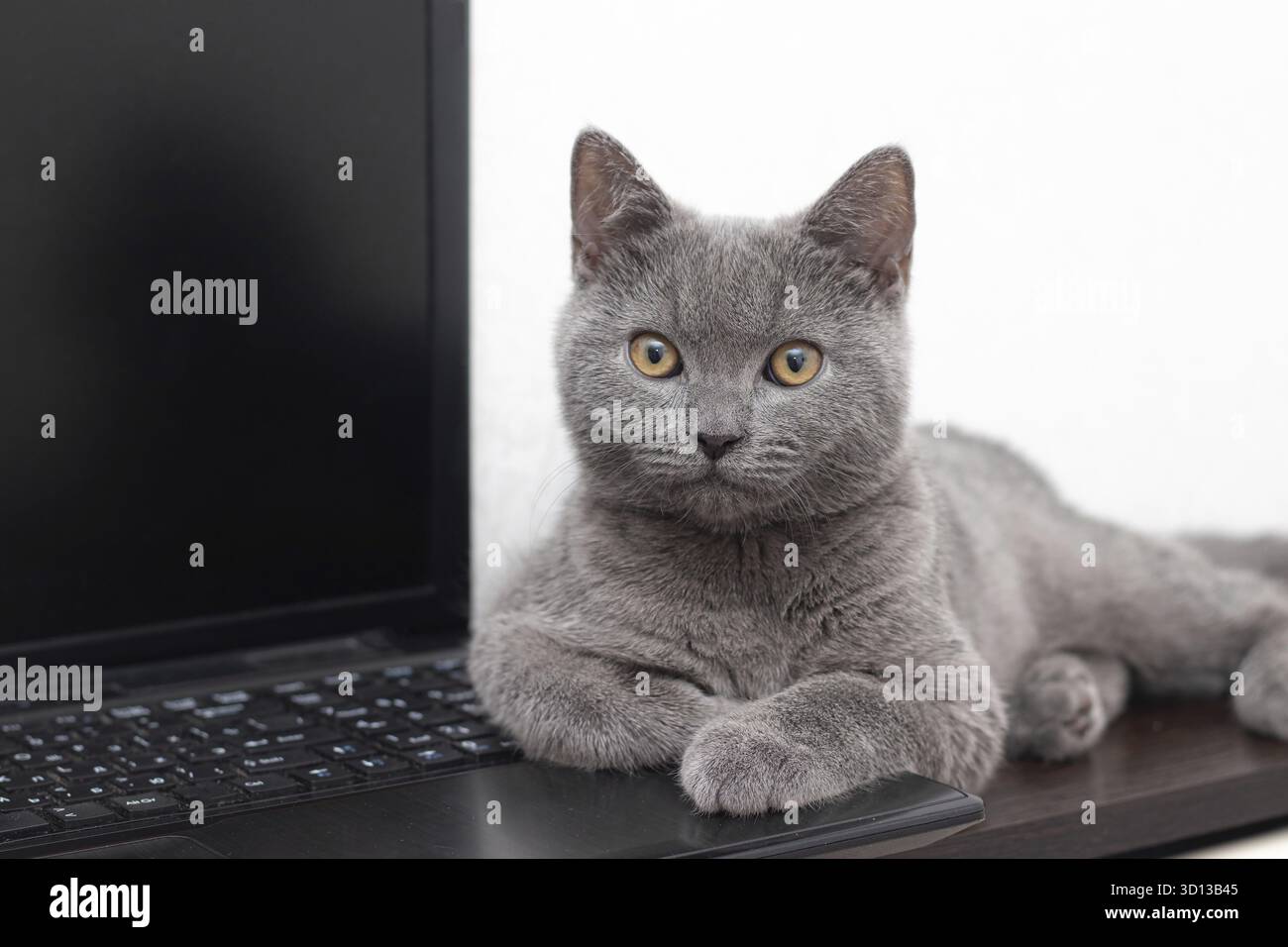 Il gatto è sdraiato sul portatile . Un animale domestico. Lavorare su un computer. Razza inglese. Concetto di studio di ripresa per articoli e annunci sul tempo libero di PET Foto Stock