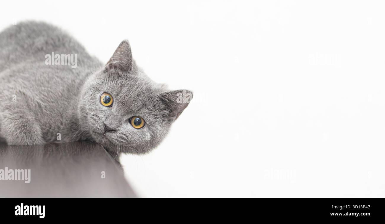 Un gatto britannico fumoso grigio guarda la fotocamera su uno sfondo bianco con spazio per il testo. Il concetto di fotografia di studio per gli articoli e l'adver Foto Stock