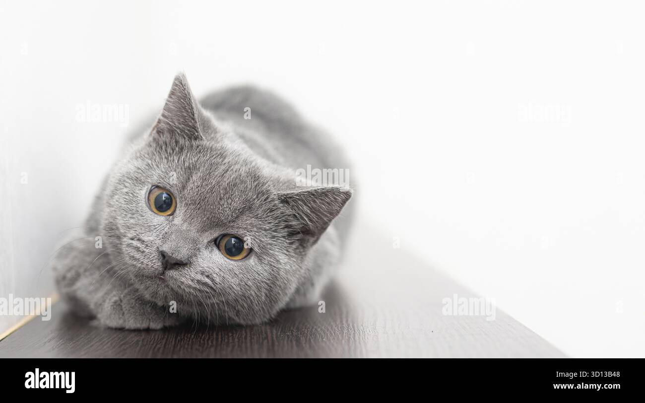 Un gatto britannico fumoso grigio guarda la fotocamera su uno sfondo bianco con spazio per il testo. Il concetto di fotografia di studio per gli articoli e l'adver Foto Stock