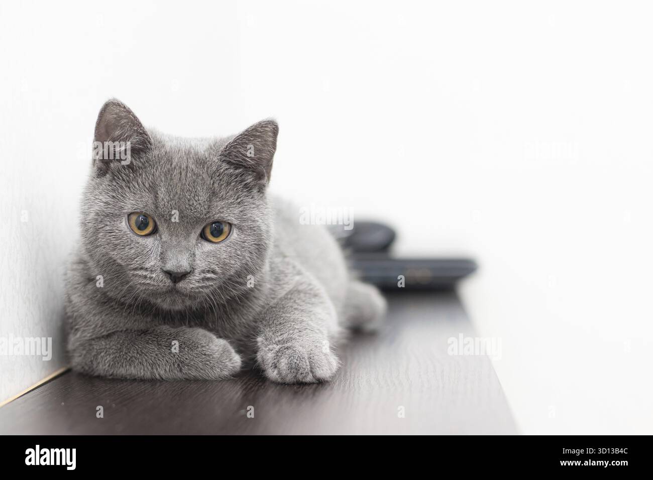 Un gatto britannico fumoso grigio guarda la fotocamera su uno sfondo bianco con spazio per il testo. Il concetto di fotografia di studio per gli articoli e l'adver Foto Stock