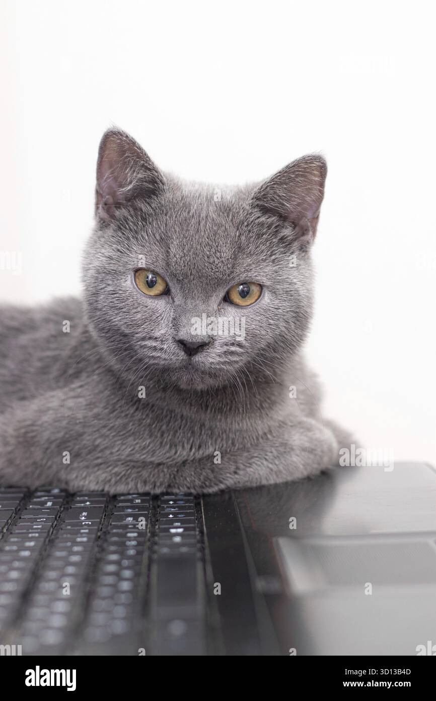 Il gatto è sdraiato sul portatile . Un animale domestico. Lavorare su un computer. Razza inglese. Concetto di studio di ripresa per articoli e annunci sul tempo libero di PET Foto Stock