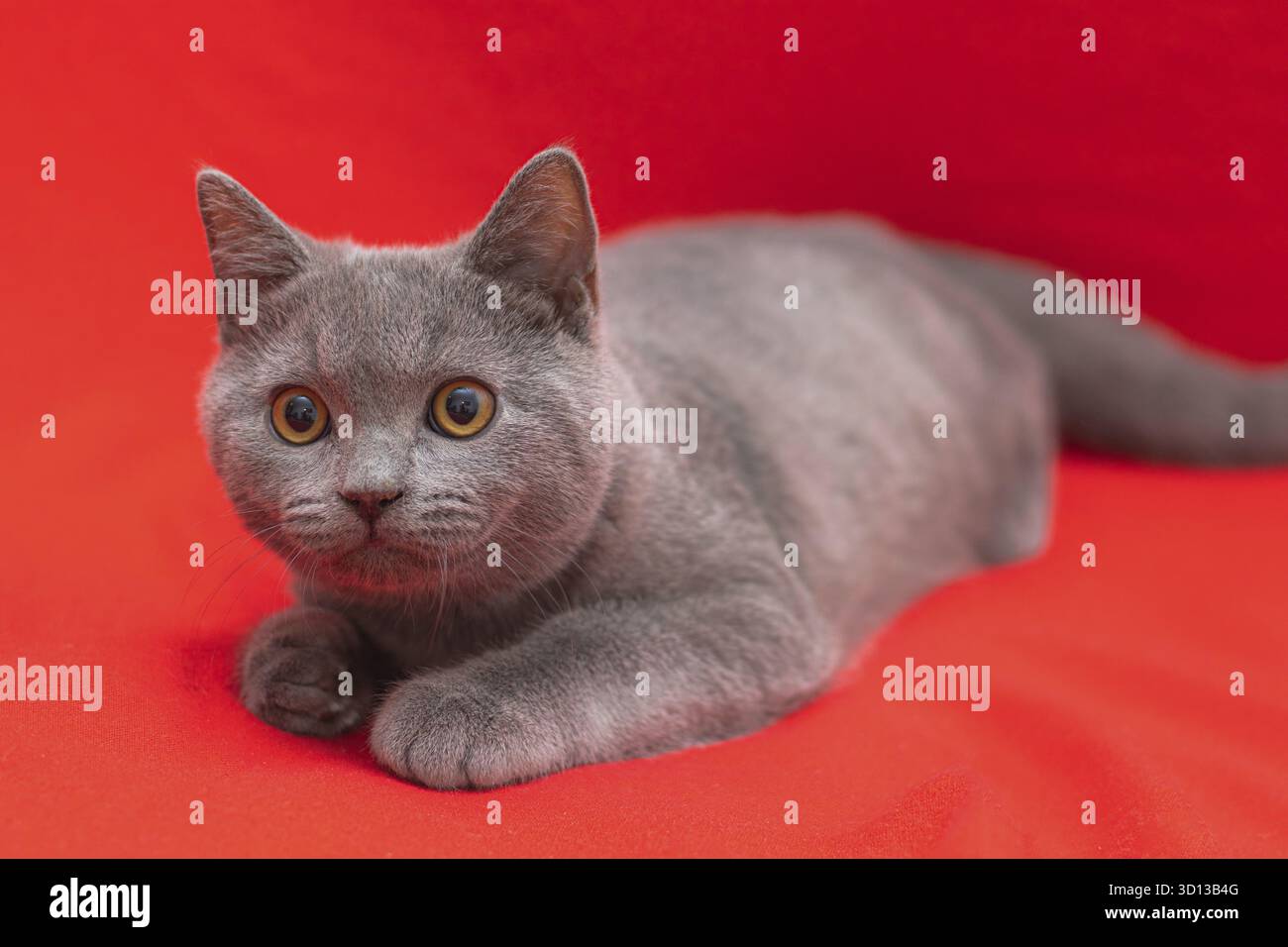 Grigio fumoso soffice gatto razza britannica guarda la fotocamera su uno sfondo rosso.. Il concetto di fotografia di studio per gli articoli e la pubblicità circa Foto Stock